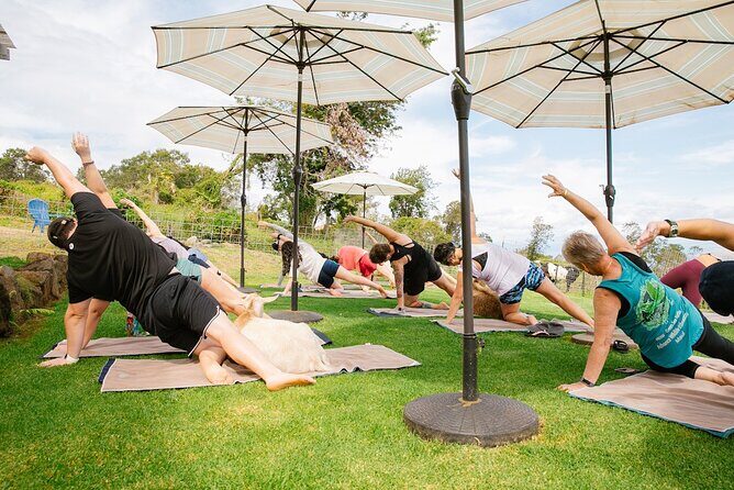 Goat Yoga with Miniature Goats In Maui - What to Bring and Additional Details