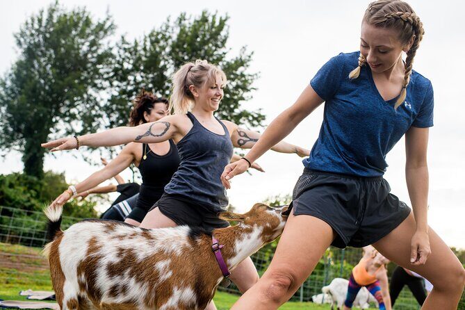 Goat Yoga with Miniature Goats In Maui - Who Should Try This?