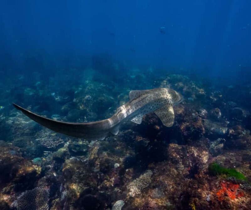 Gold Coast: Cook Island Marine Reserve Scuba Experience Dive - Who Is This Tour Best For?