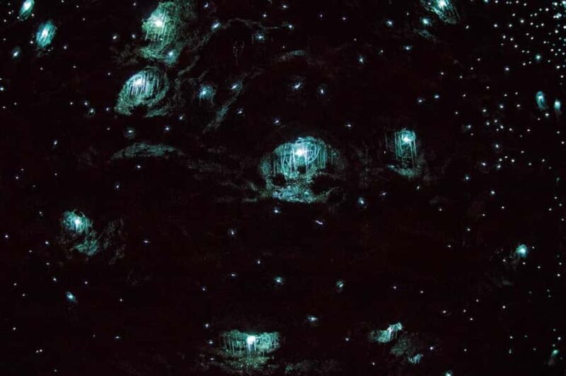 Gold Coast: Daytime Glow Worm Caves and Hop-on Hop-off Tour - Real Traveler Experiences