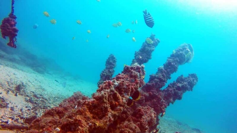 Gold Coast: Introductory SCUBA Diving Experience - The Practical Details: How It Works
