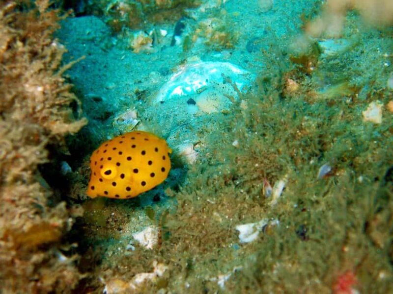 Gold Coast: Introductory SCUBA Diving Experience - Is It Worth the Price?