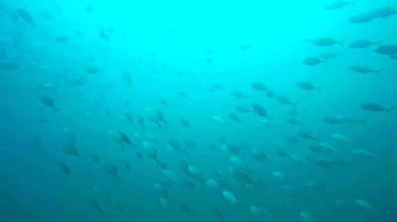 Gold Coast: Introductory SCUBA Diving Experience - FAQ