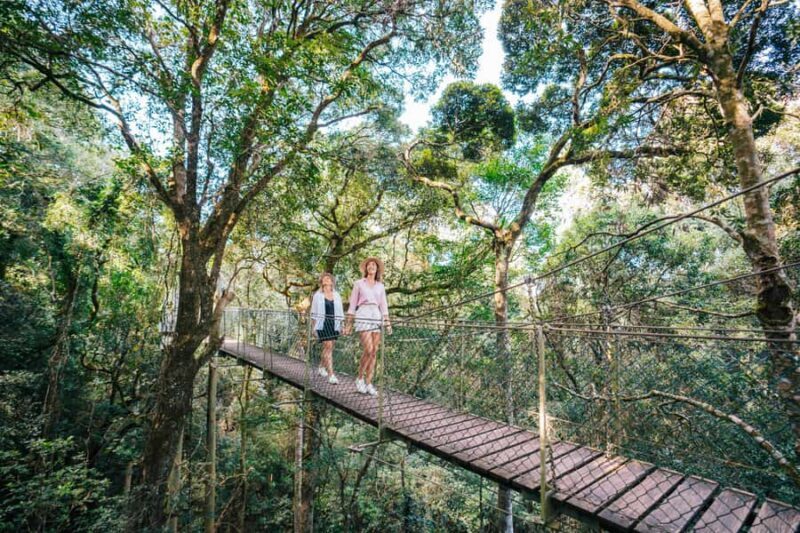 Gold Coast: Lamington Treetops, Wildlife and Vineyard Visit - Key Points