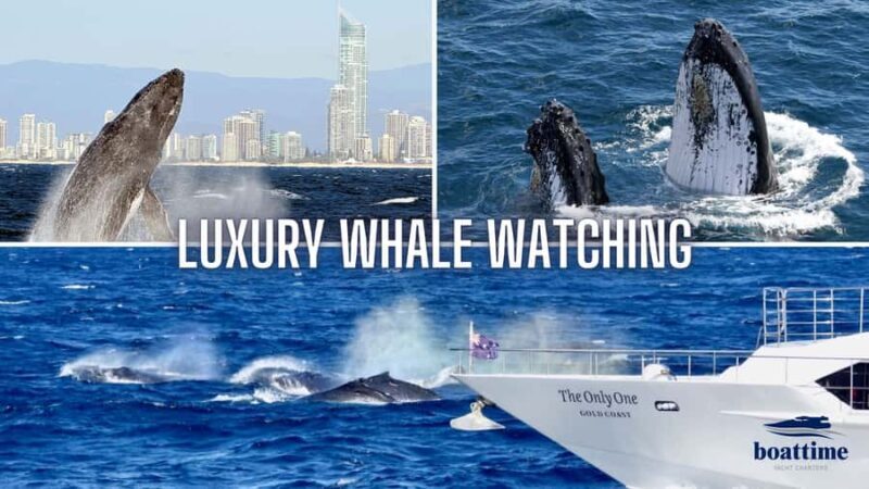 Gold Coast: Luxury Whale Watching Tour - An Overview of the Gold Coast Whale Watching Experience