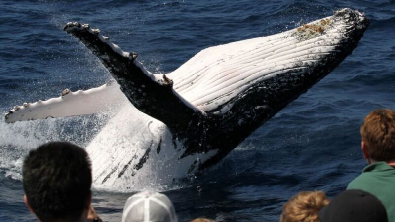 Gold Coast: Luxury Whale Watching Tour - The Experience on Board