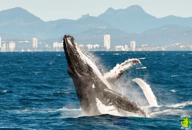 Gold Coast: Luxury Whale Watching Tour - Practical Details and Tips