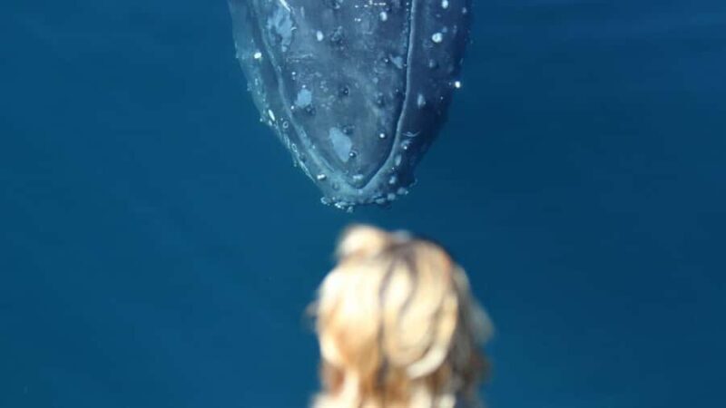 Gold Coast: Luxury Whale Watching Tour - Authentic Experiences from Reviewers