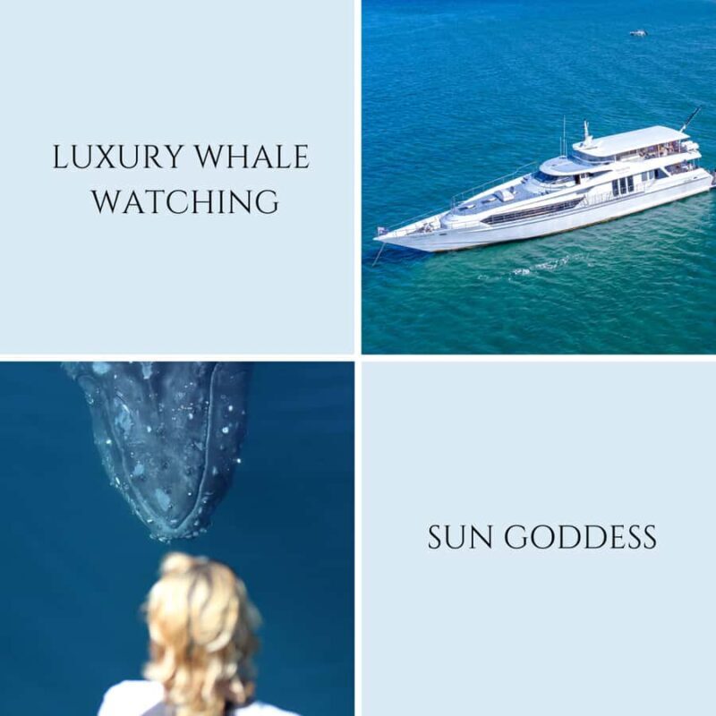 Gold Coast: Luxury Whale Watching Tour - Who Should Consider This Tour?