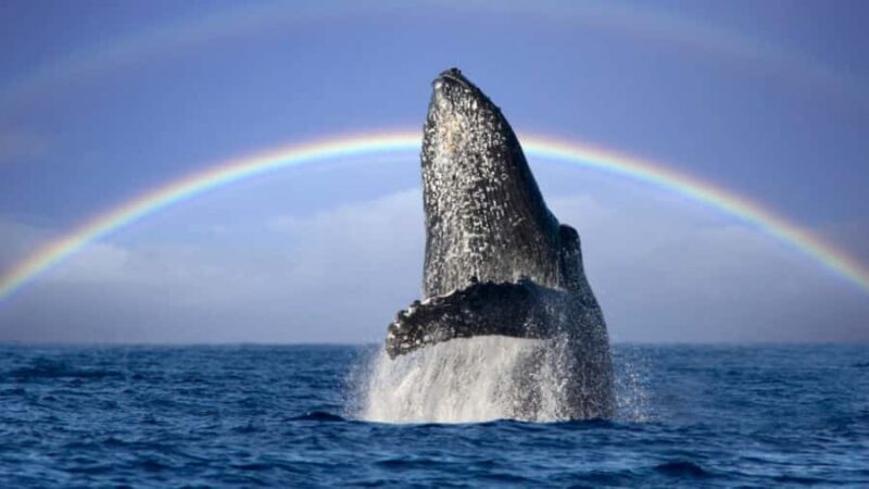 Gold Coast: Luxury Whale Watching Tour - The Sum Up