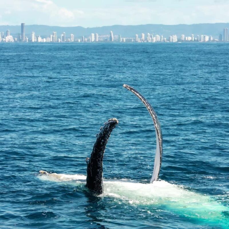Gold Coast: Luxury Whale Watching Tour - FAQ