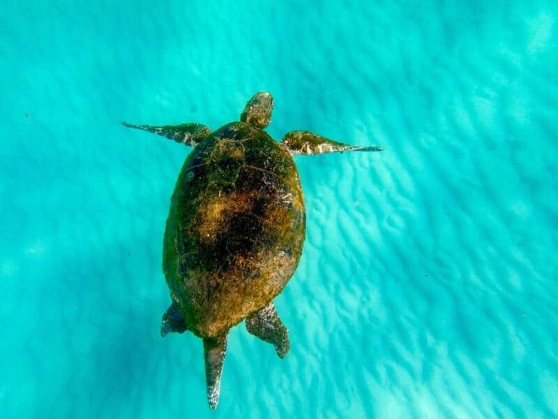 Gold Coast: Moreton Island Day Trip Kayak & Sandboarding - Exploring Moreton Island: What You Can Expect