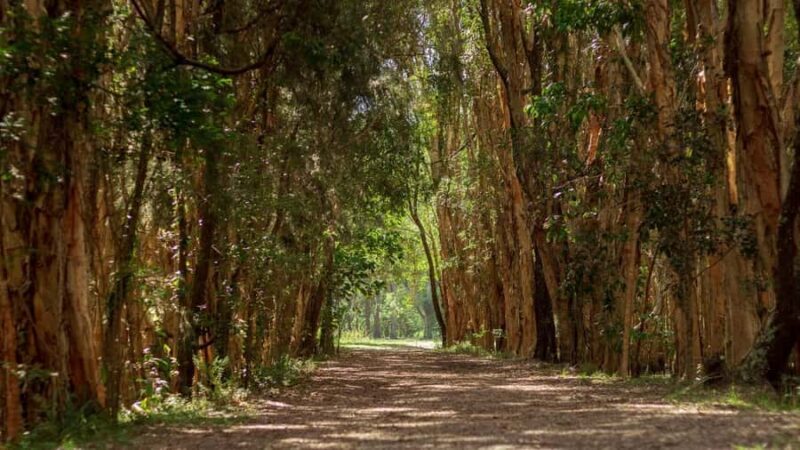 Gold Coast: Mount Tamborine Kangaroo and Koala Day Tour - Introduction: What to Expect from This Tour