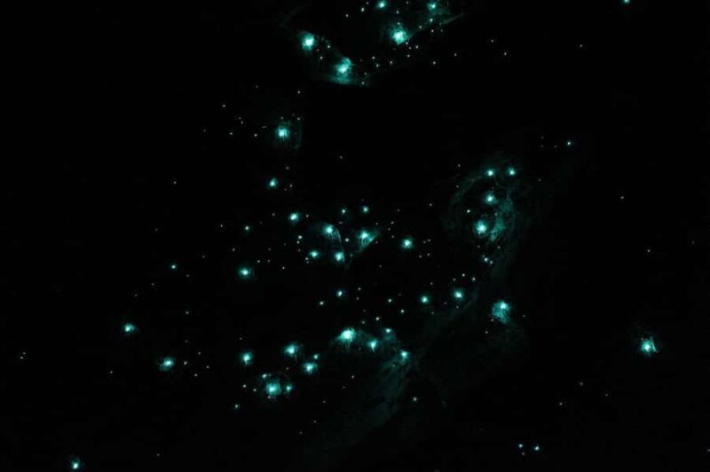 Gold Coast: Natural Bridge Glow Worm Night Tour - Practicalities: What You Need to Know