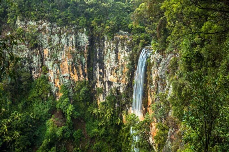 Gold Coast: Natural Bridge & Springbrook Waterfalls Tour - An In-Depth Look at the Tour Experience