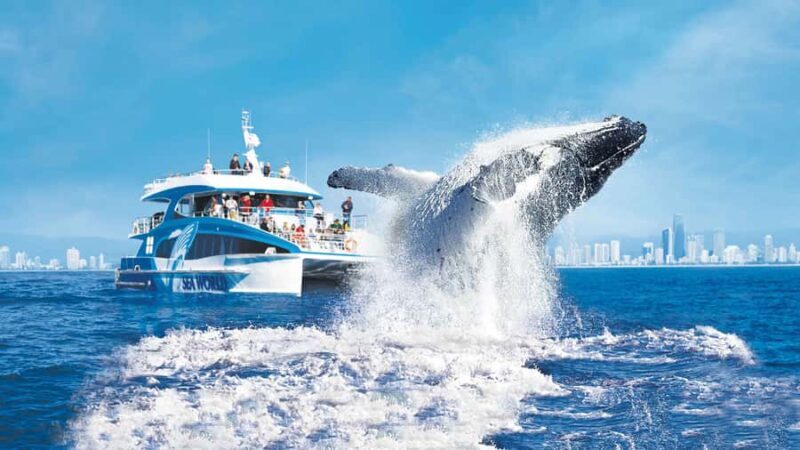 Gold Coast: Premium Whale Watching Cruise - Key Points