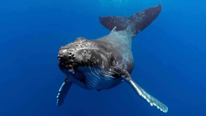 Gold Coast: Premium Whale Watching Cruise - What to Expect on the Gold Coast Whale Watching Cruise