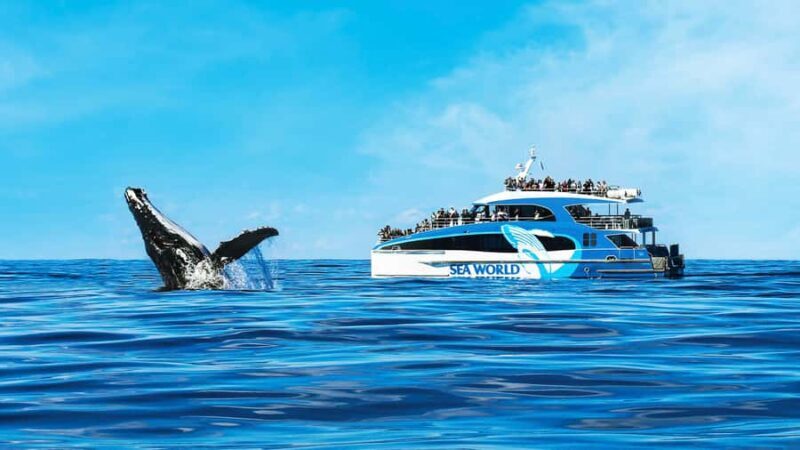 Gold Coast: Premium Whale Watching Cruise - Why This Tour Might Be Perfect for You
