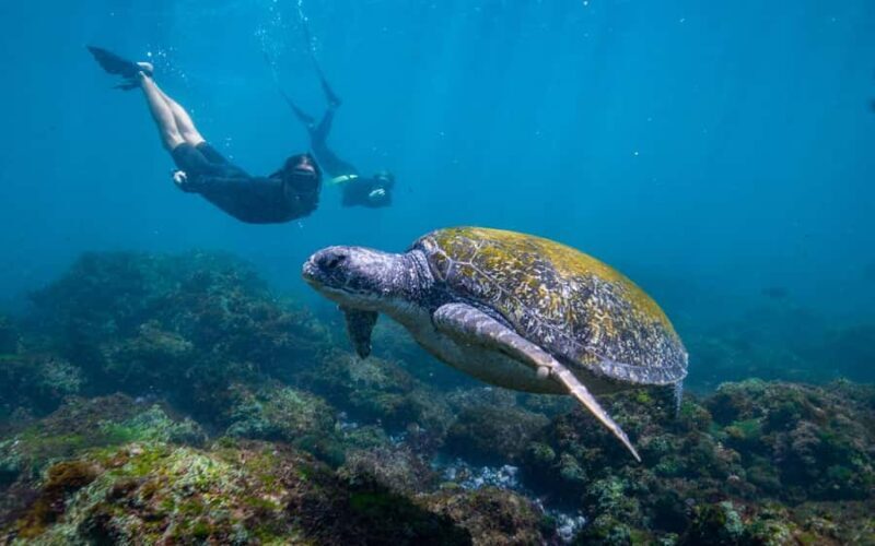 Gold Coast: Snorkeling with Turtles Half-Day Tour - What to Expect from Your Snorkeling Adventure