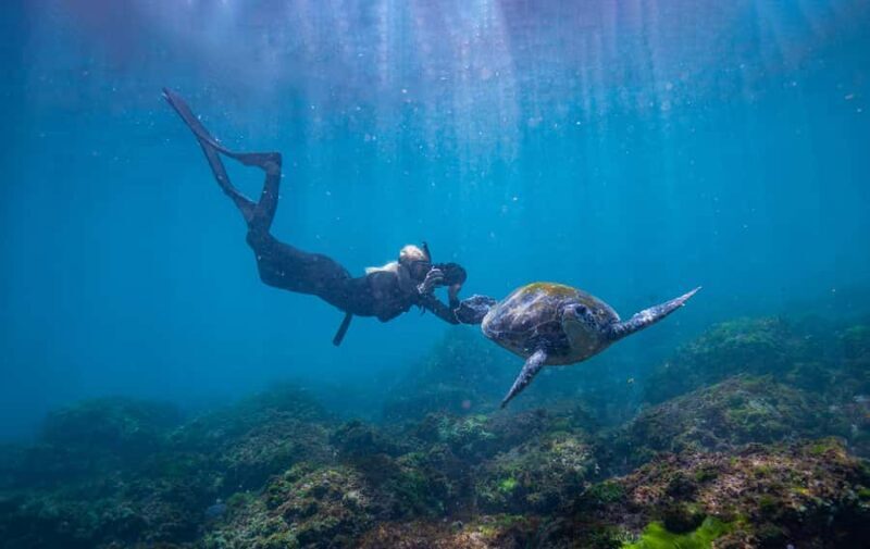Gold Coast: Snorkeling with Turtles Half-Day Tour - The Value of This Experience