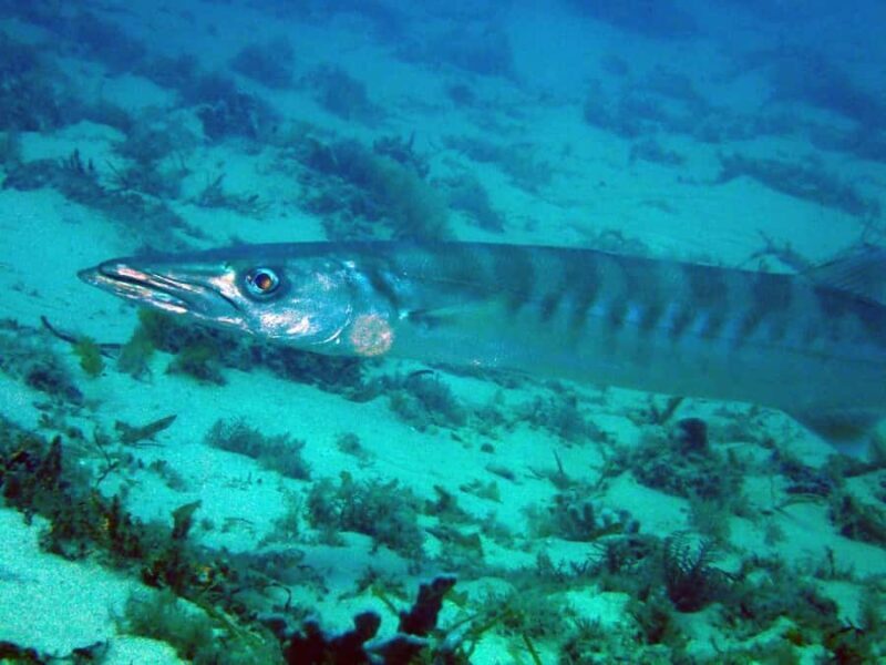 Gold Coast: Snorkelling in Wave Break Island - The Pros and Cons