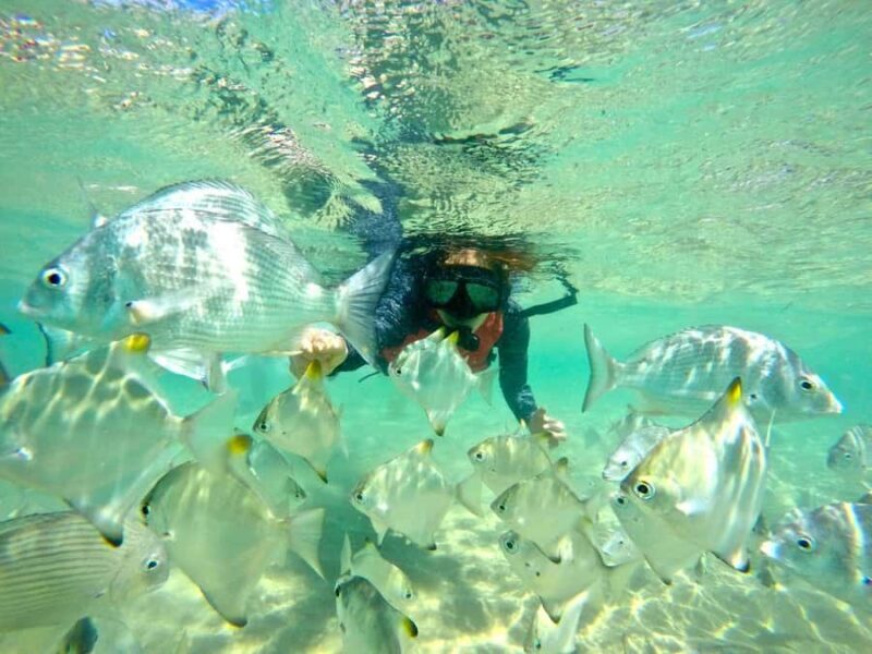 Gold Coast: Wave Break Island Kayaking & Snorkeling tour - What Youll Get and What to Prepare