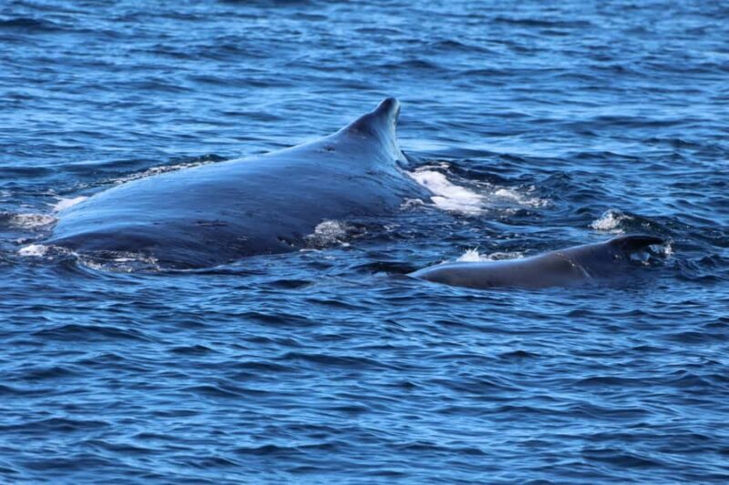 Gold Coast Whale Experience - An Honest Look at the Gold Coast Whale Experience