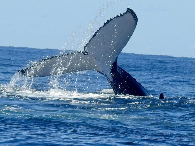 Gold Coast Whale Experience - Final Thoughts: Who Should Book?