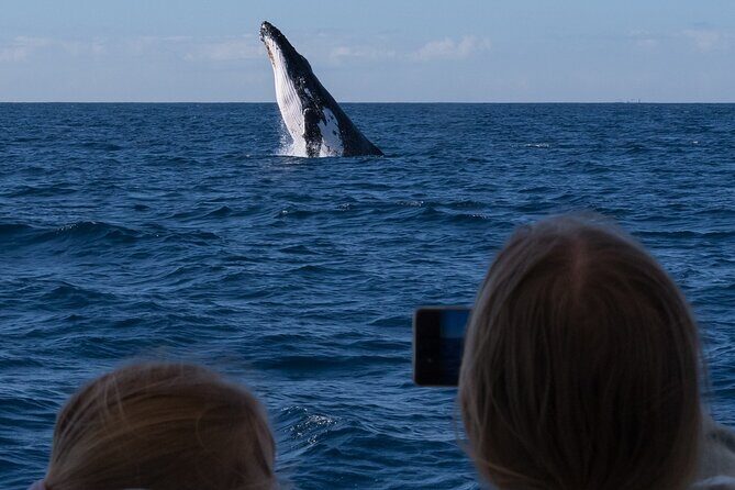 Gold Coast Whale Watching Cruise - The Whale Encounters: What Youll Likely See