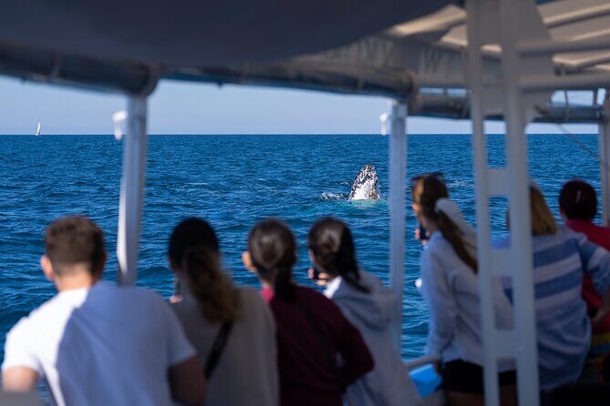 Gold Coast Whale Watching Cruise - FAQs