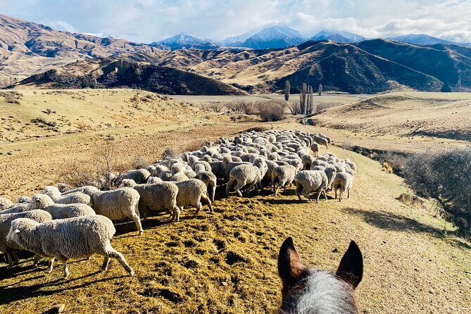 Gold Discovery Trail Horse Trek Cardrona - Most popular! - Is it Worth the Price?