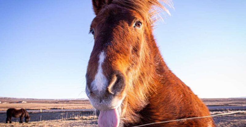 Golden circle, hot spring bakery, tomato farm private tour - The Value of This Tour