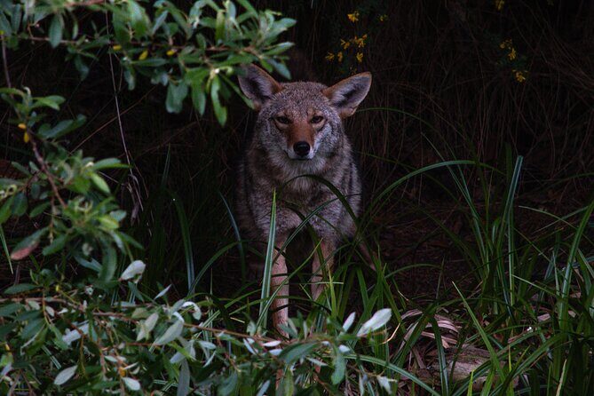 Golden Gate Park Twilight Wildlife Walking Tour - Key Points