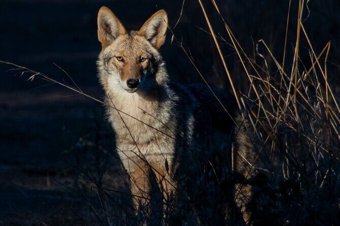 Golden Gate Park Twilight Wildlife Walking Tour - Diving Deeper into the Experience