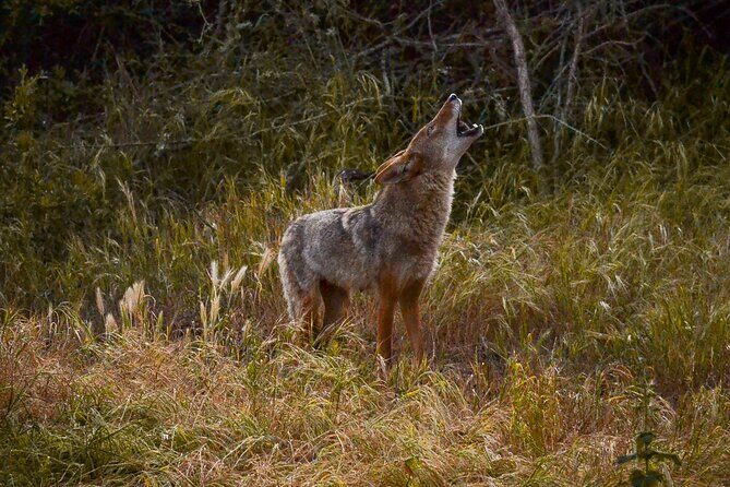 Golden Gate Park Twilight Wildlife Walking Tour - Who Should Consider This Tour?
