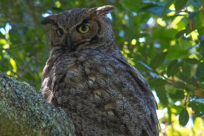 Golden Gate Park Twilight Wildlife Walking Tour - The Sum Up