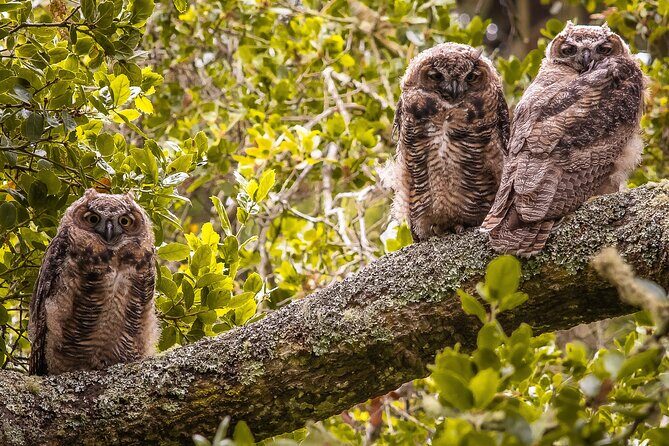 Golden Gate Park Twilight Wildlife Walking Tour - FAQ