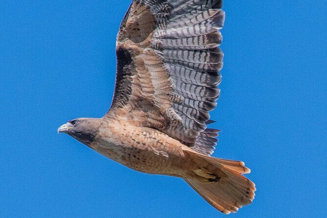 Golden Gate Park Wildlife Walking Tour - Key Points
