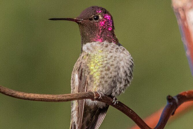 Golden Gate Park Wildlife Walking Tour - Who Will Love This Tour?