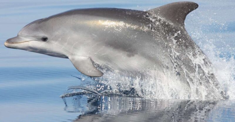 Golfo Aranci: Eco-Friendly Dolphin Watching Boat Trip - Who Is This Tour Best Suited For?