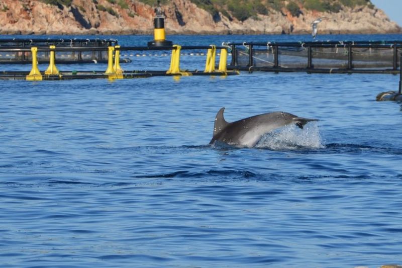Golfo Aranci: Eco-Friendly Dolphin Watching Boat Trip - Sighting Odds: Over 95% Is Great, But Nature Still Runs the Show