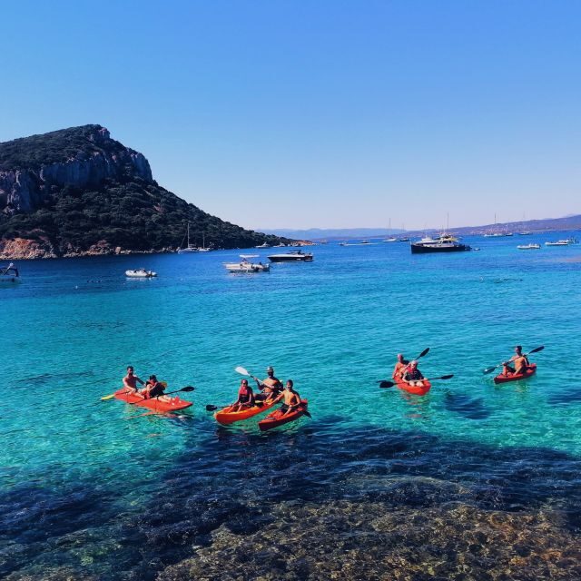 Golfo Aranci: Kayak Tour with Dolphins and Aperitif - Key Points