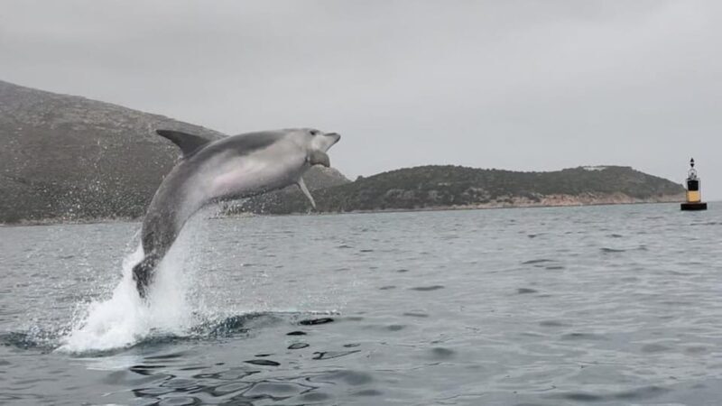 Golfo Aranci: Small group Kayak tour with Aperitif &dolphins - Small Group, Big Impact