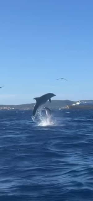 Golfo Aranci tour SUP Paddleboard Dolphin watching, aperitif - Discovering the Golfo Aranci SUP Dolphin Tour