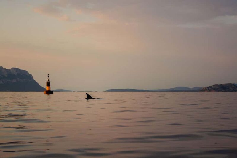 Golfo Aranci: traditional or transparent kayaks, dolphins, and aperitifs - What to Expect from Your Golfo Aranci Kayak Adventure