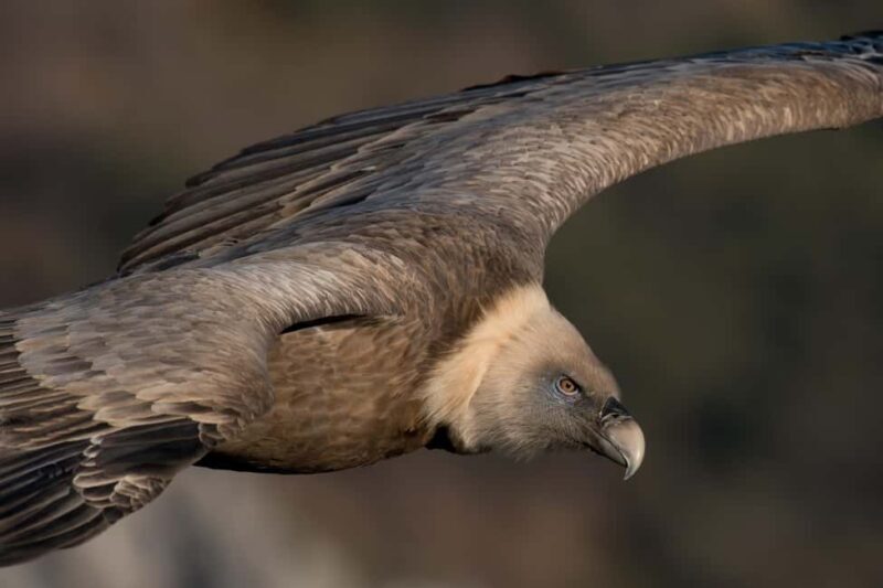 Gorges du Verdon: Watching vultures - Gorges du Verdon: Watching Vultures – A Close Look at Europes Largest Birds