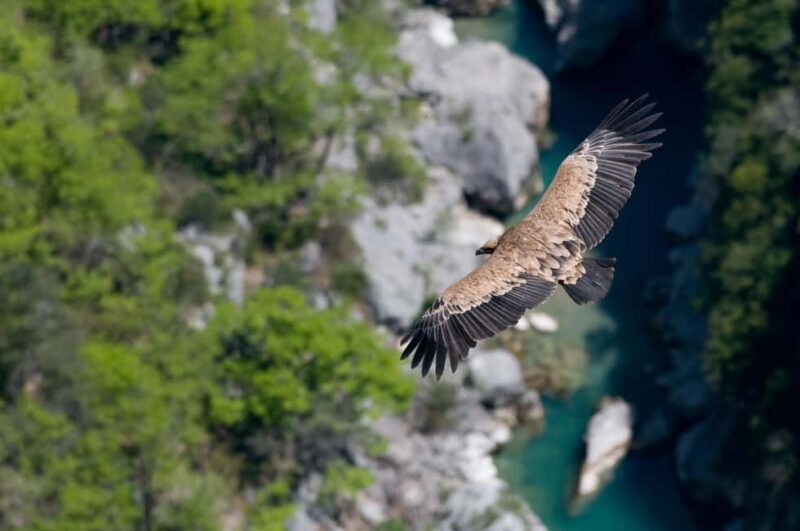 Gorges du Verdon: Watching vultures - Who Will Love This Tour?
