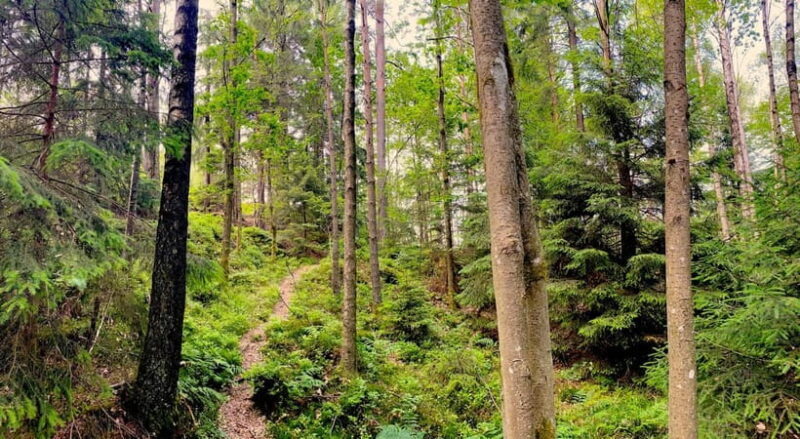 Gothenburg: The Local Experience - Home Visit, Food & Forest - FAQ