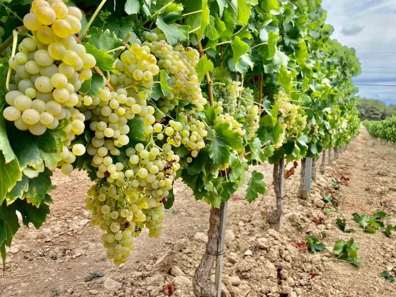 Gourmet Alsace: Cellar tour and snack tasting - A Walk Through the Experience