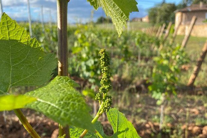 Gourmet walk in the gardens of Château Champ-Renard - FAQs